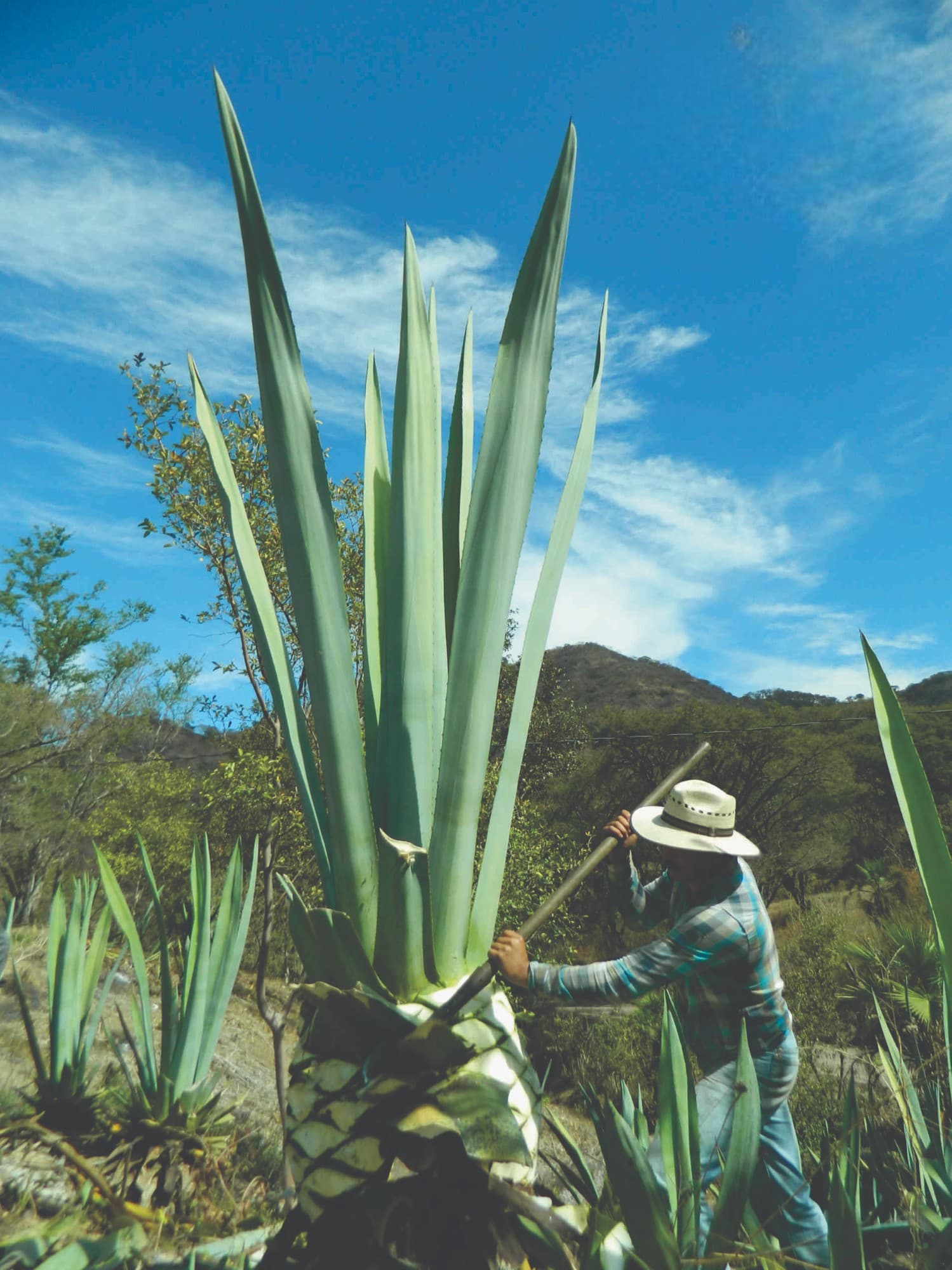 Mezcal Jima