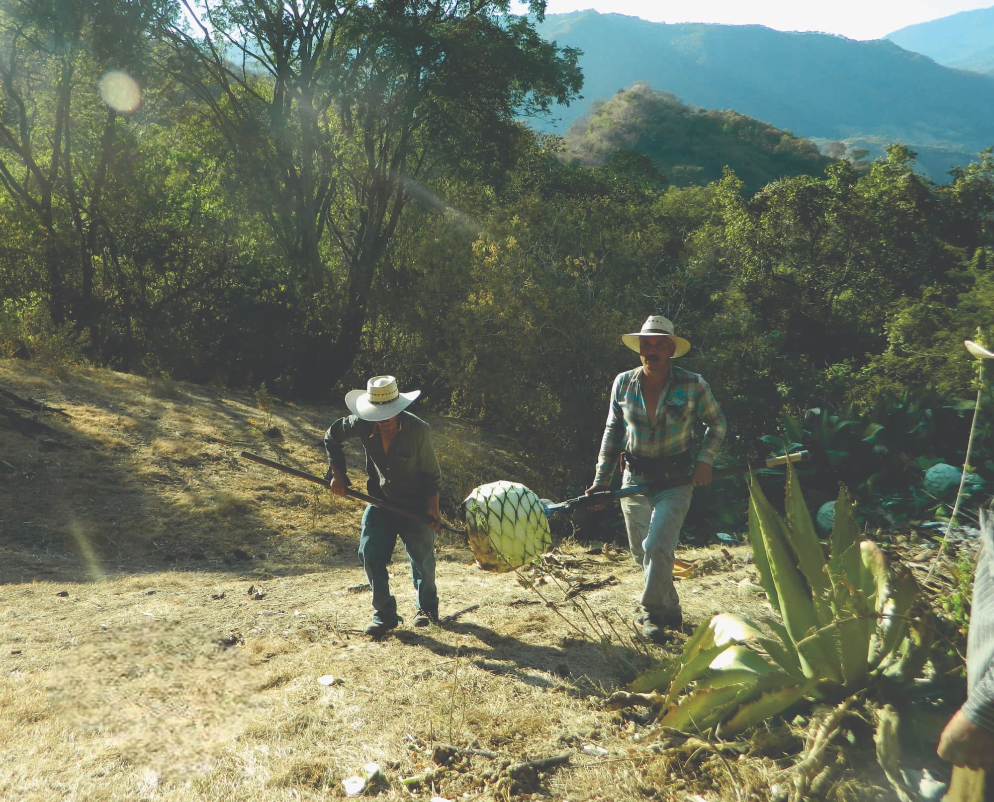 Mezcal Recoleccion