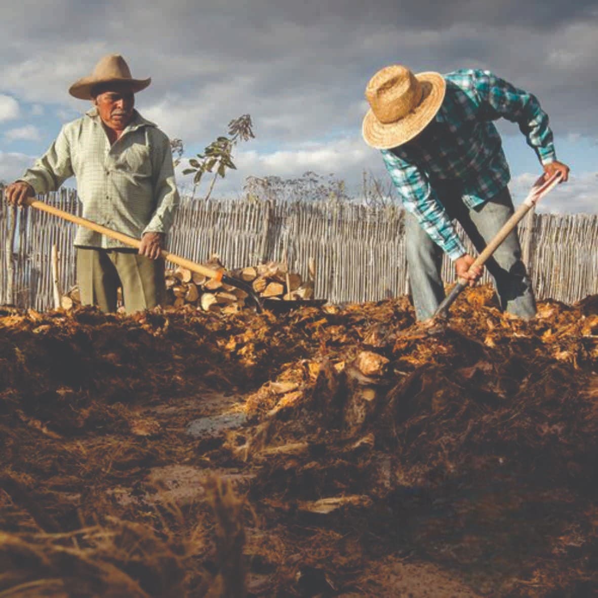 Mezcal Trituracion